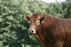 Limousin bull