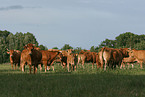 Limousins