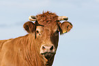 Limousin Portrait