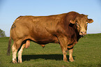 Limousin