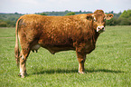 Limousin