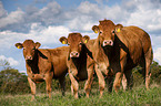 Limousins