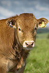 Limousin