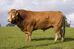 Limousin