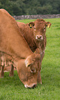 Limousins