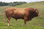 Limousin