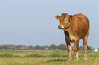 Limousin Cattle