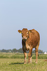 Limousin Cattle