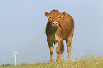 Limousin Cattle