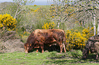 standing Limousin Cattle