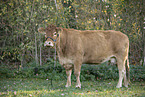 Limousin