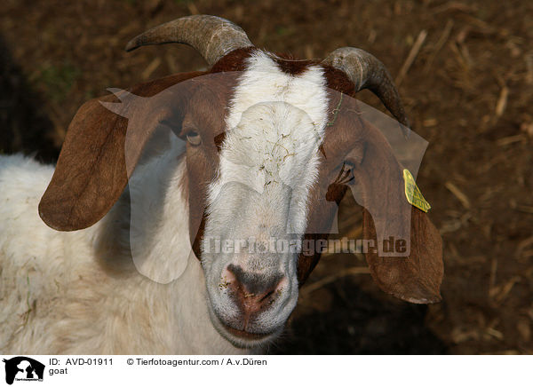 Langohrziege / goat / AVD-01911
