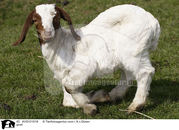 Langohrziege / goat / AVD-01918