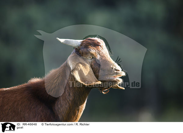 Ziege / goat / RR-46648