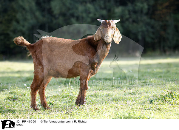 Ziege / goat / RR-46650