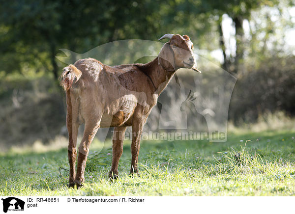 Ziege / goat / RR-46651