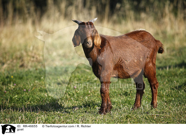 Ziege / goat / RR-46655