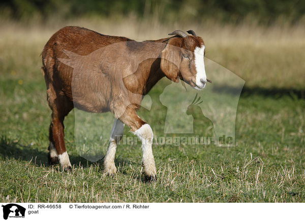 Ziege / goat / RR-46658