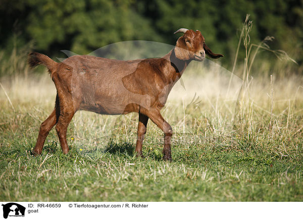 Ziege / goat / RR-46659