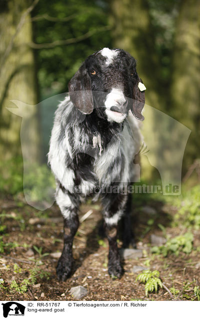 long-eared goat / RR-51767
