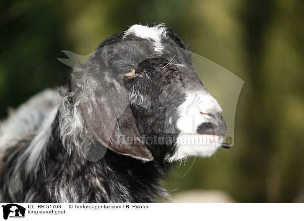 long-eared goat / RR-51768