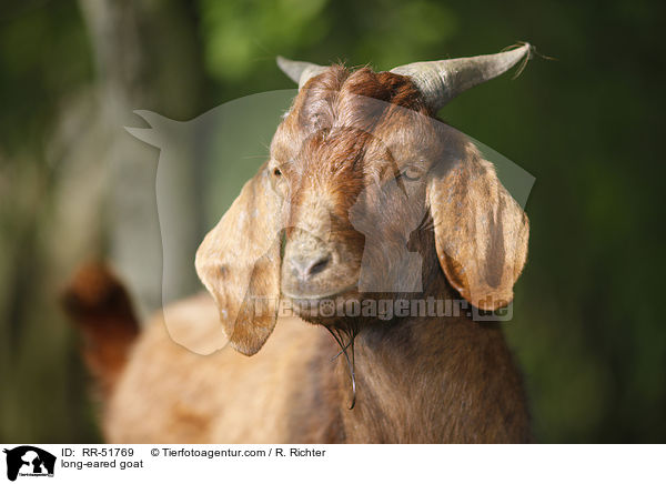 long-eared goat / RR-51769
