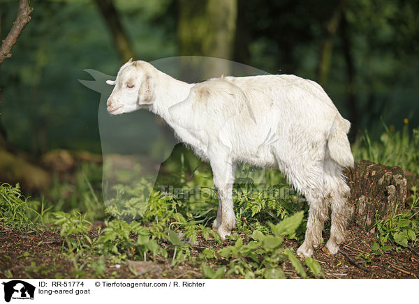 long-eared goat / RR-51774