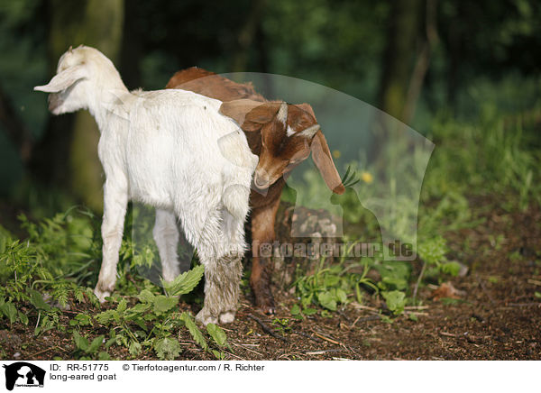 long-eared goat / RR-51775