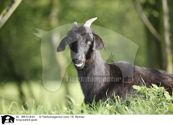 long-eared goat / RR-51834