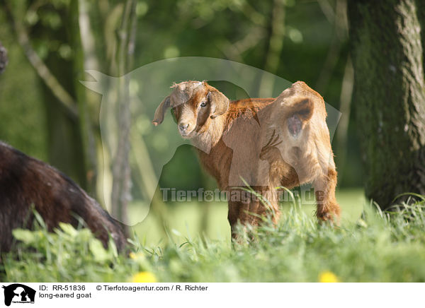 long-eared goat / RR-51836