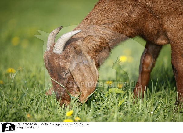 long-eared goat / RR-51839