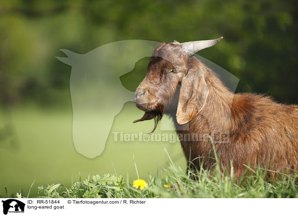 long-eared goat / RR-51844