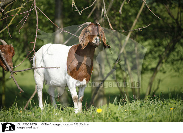 long-eared goat / RR-51876