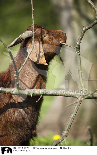 Langohrziege / long-eared goat / RR-51879