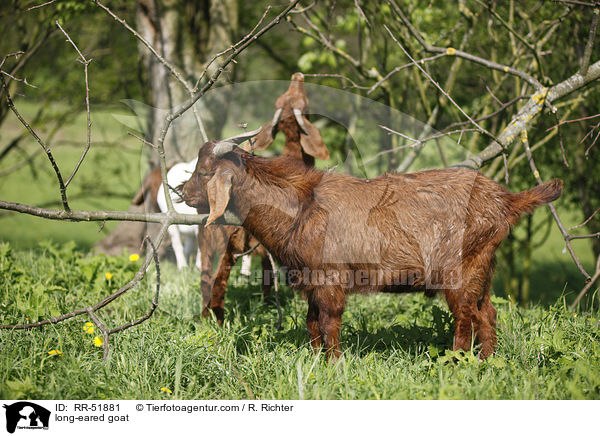long-eared goat / RR-51881