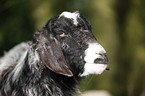 long-eared goat