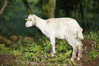 long-eared goat