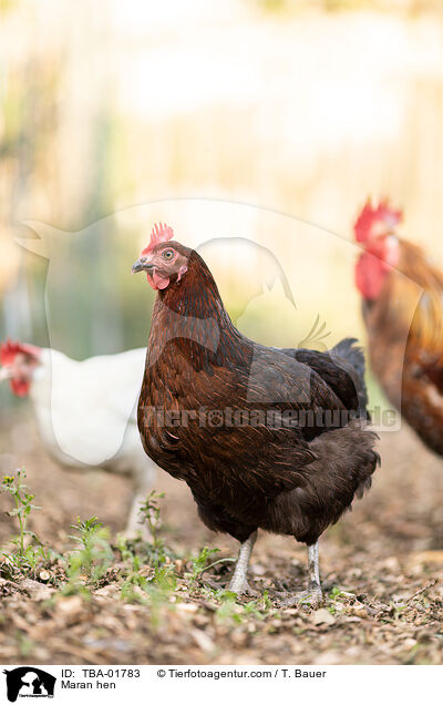 Maran hen / TBA-01783