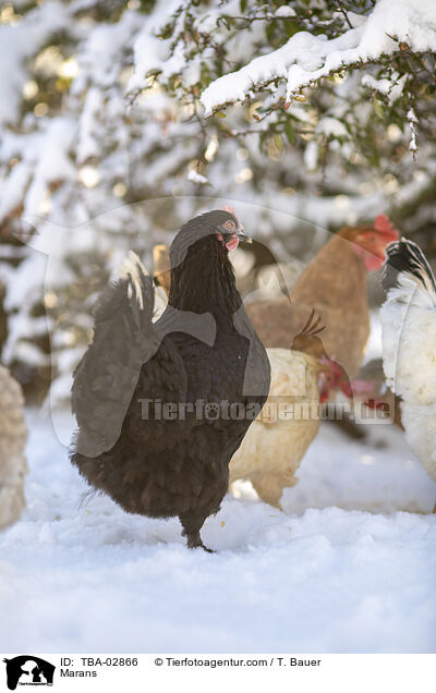 Marans / TBA-02866