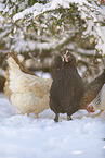 Marans