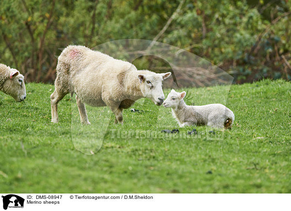Merino sheeps / DMS-08947