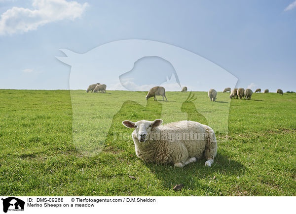 Merino Sheeps on a meadow / DMS-09268