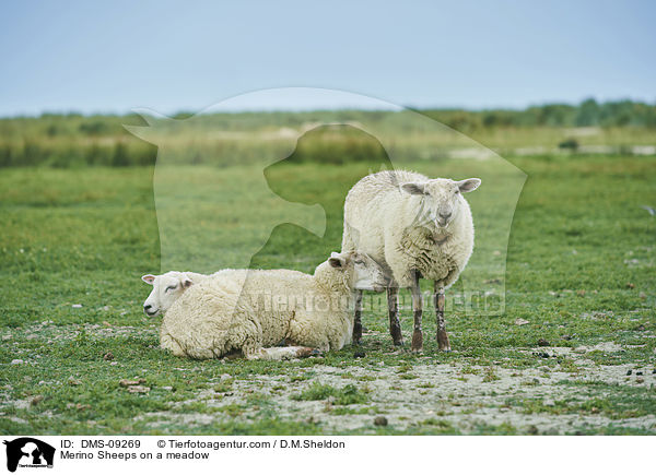 Merinoschafe auf einer Wiese / Merino Sheeps on a meadow / DMS-09269