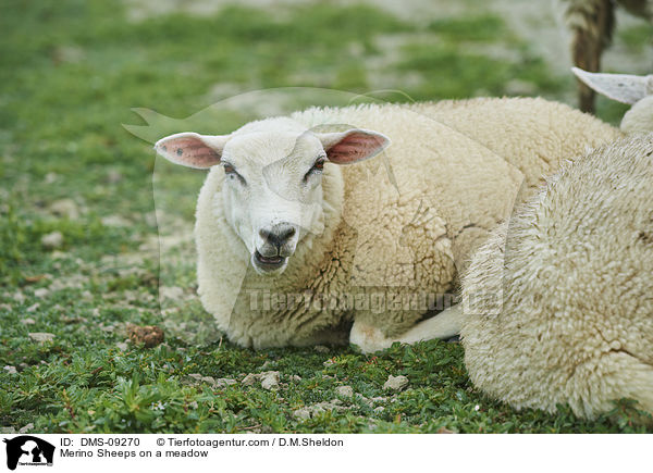 Merino Sheeps on a meadow / DMS-09270