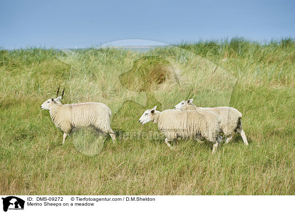 Merino Sheeps on a meadow / DMS-09272