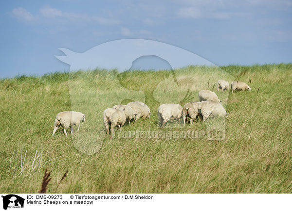 Merino Sheeps on a meadow / DMS-09273