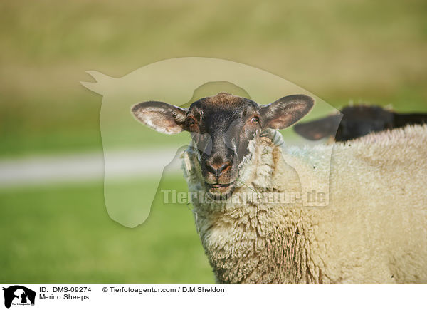 Merino Sheeps / DMS-09274