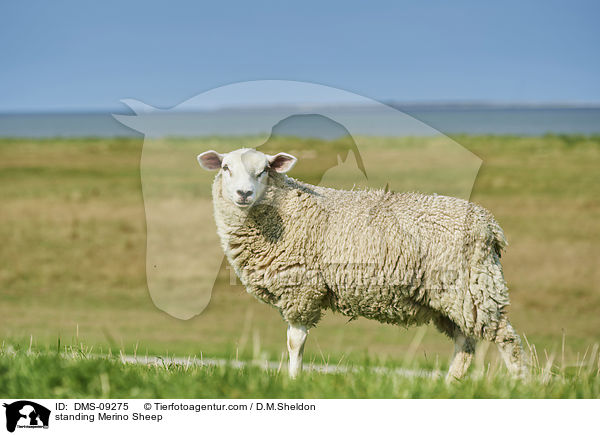 standing Merino Sheep / DMS-09275
