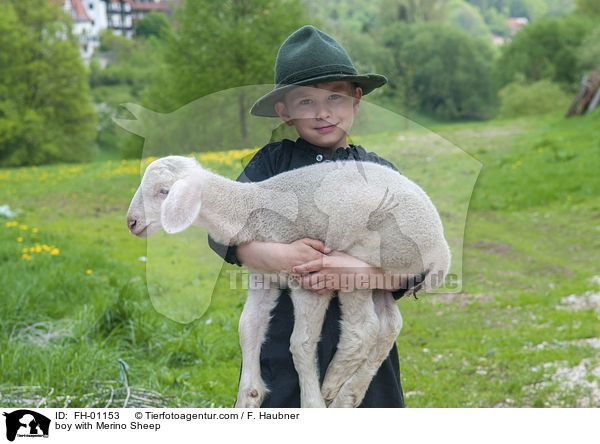 boy with Merino Sheep / FH-01153