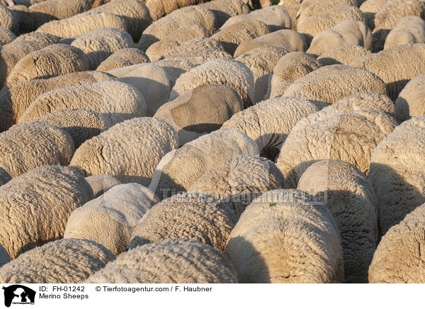 Merinoschafe / Merino Sheeps / FH-01242